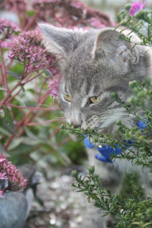 Picture of a cat / kitten / feline