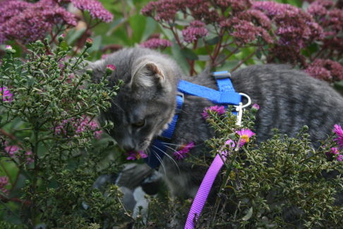 Picture of a cat / kitten / feline