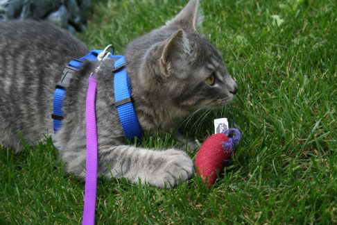 Picture of a cat / kitten / feline