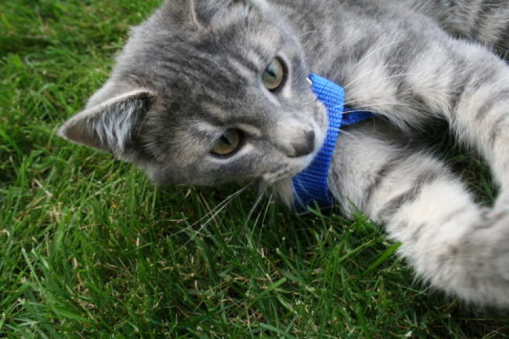 Picture of a cat / kitten / feline