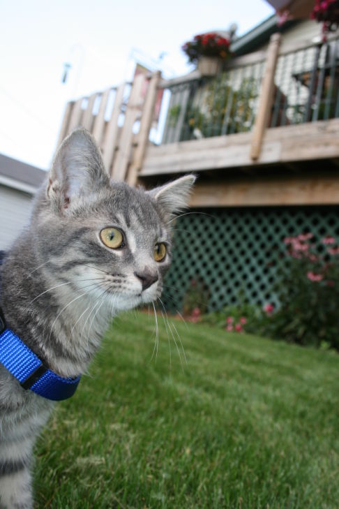 Picture of a cat / kitten / feline