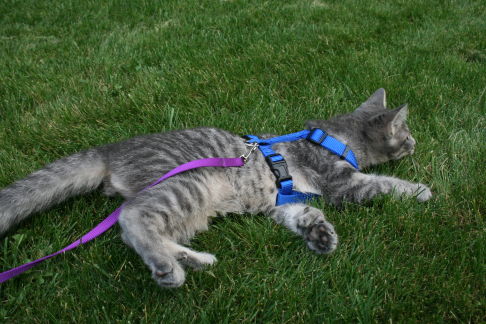 Picture of a cat / kitten / feline