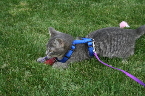 Picture of a cat / kitten / feline