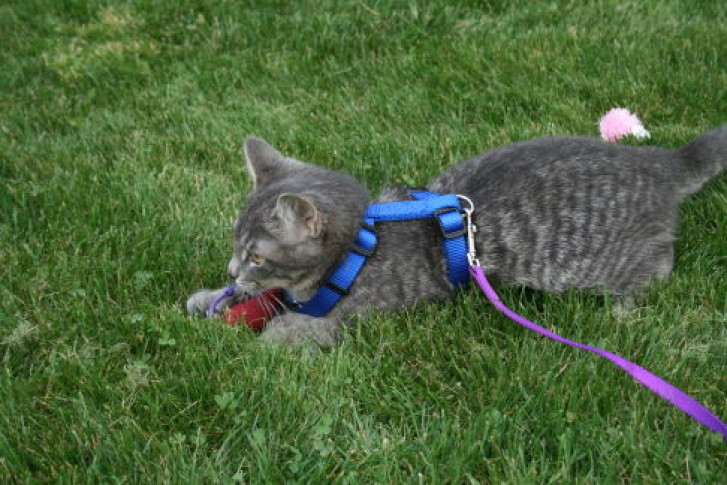 Picture of a cat / kitten / feline