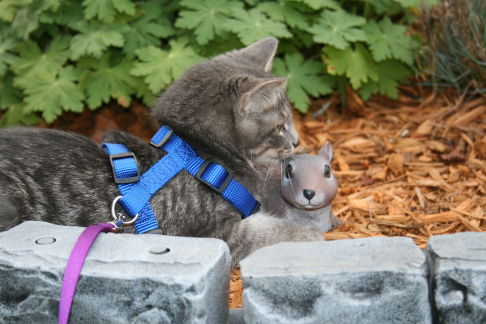 Picture of a cat / kitten / feline