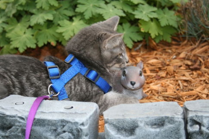 Picture of a cat / kitten / feline