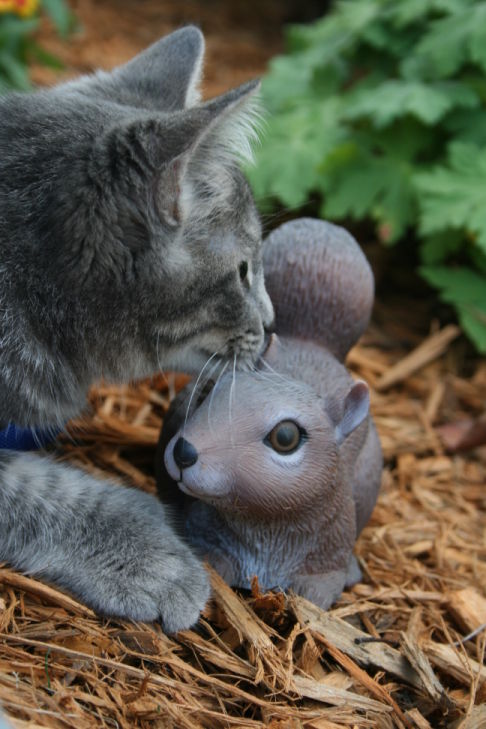 Picture of a cat / kitten / feline