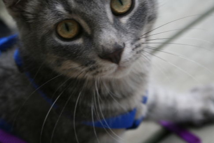 Picture of a cat / kitten / feline