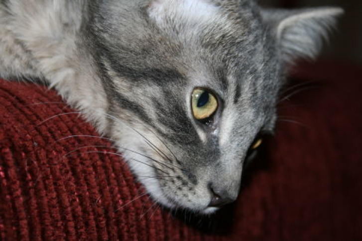 Picture of a cat / kitten / feline