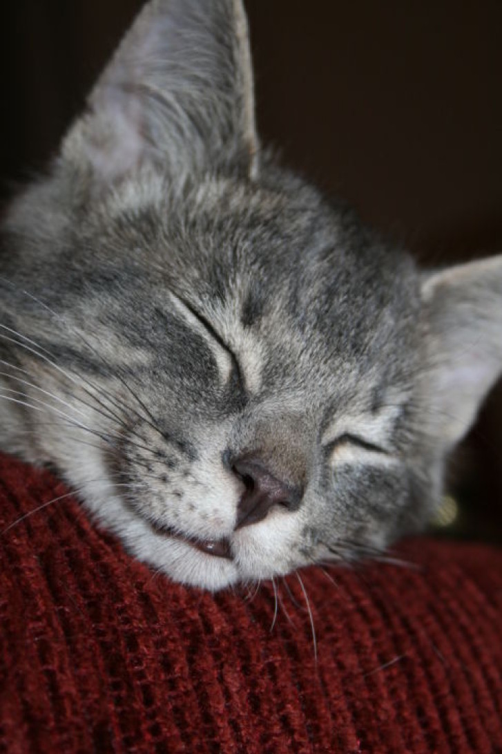 Picture of a cat / kitten / feline