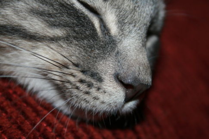 Picture of a cat / kitten / feline