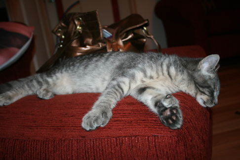 Picture of a cat / kitten / feline