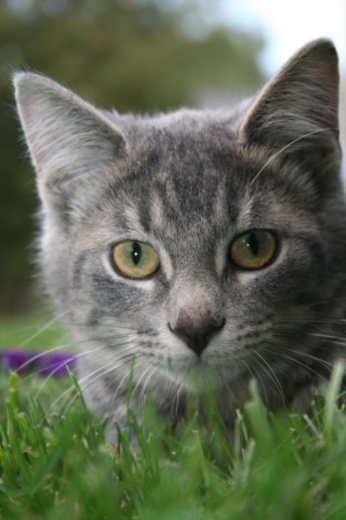 Picture of a cat / kitten / feline