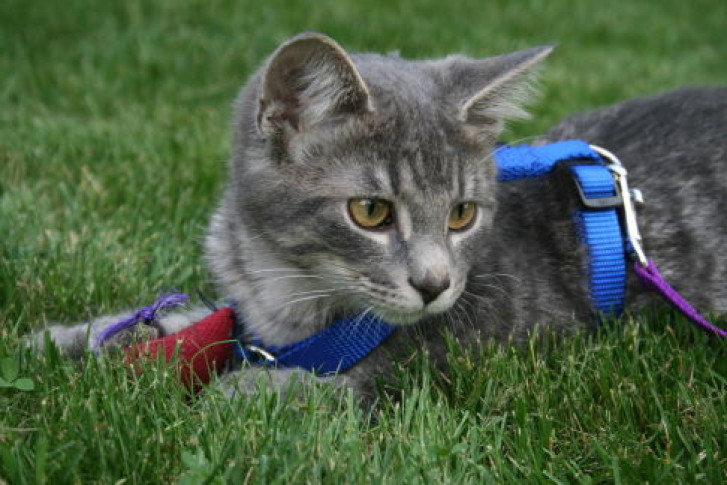 Picture of a cat / kitten / feline