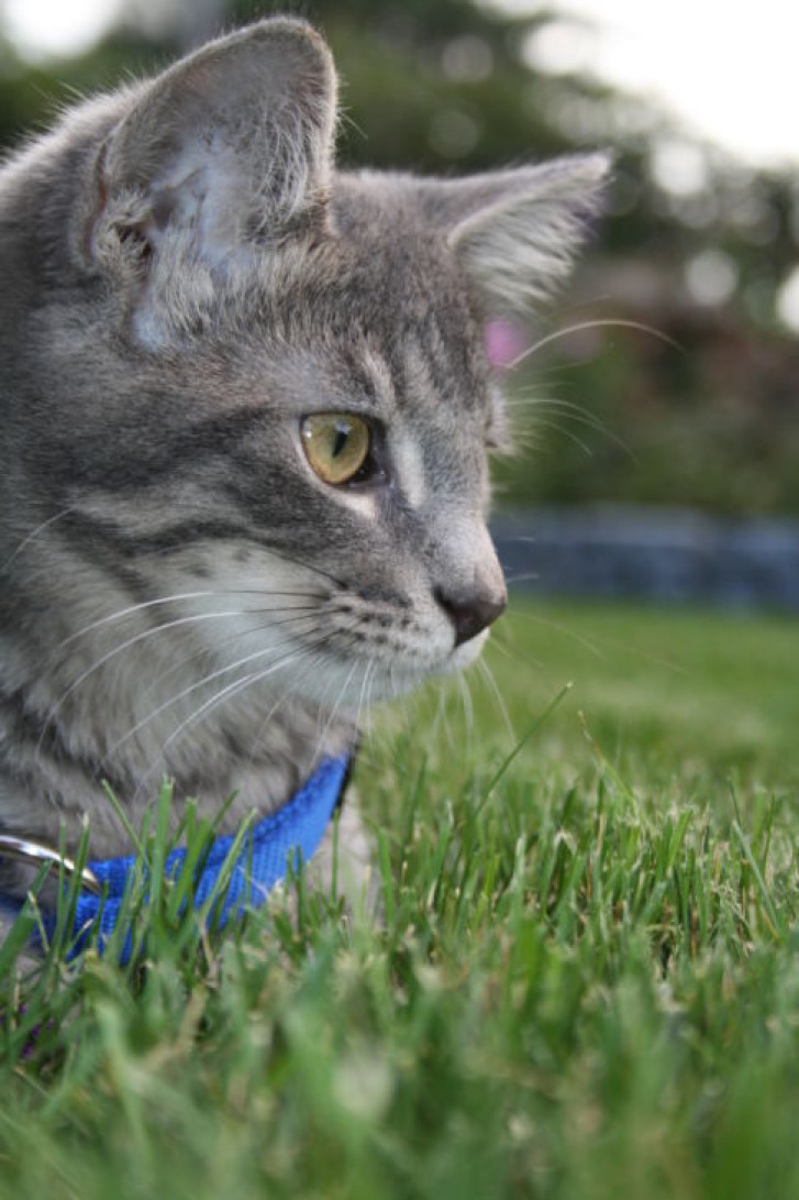 Picture of a cat / kitten / feline