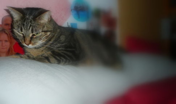 Picture of a cat / kitten / feline