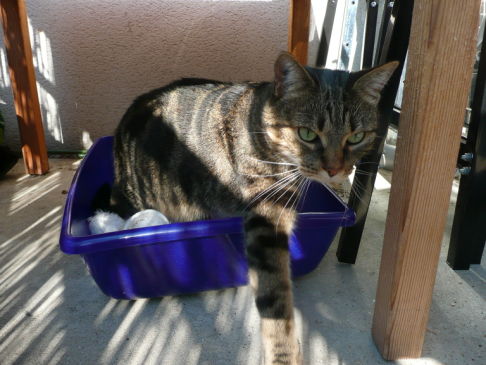 Picture of a cat / kitten / feline