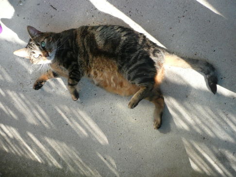 Picture of a cat / kitten / feline