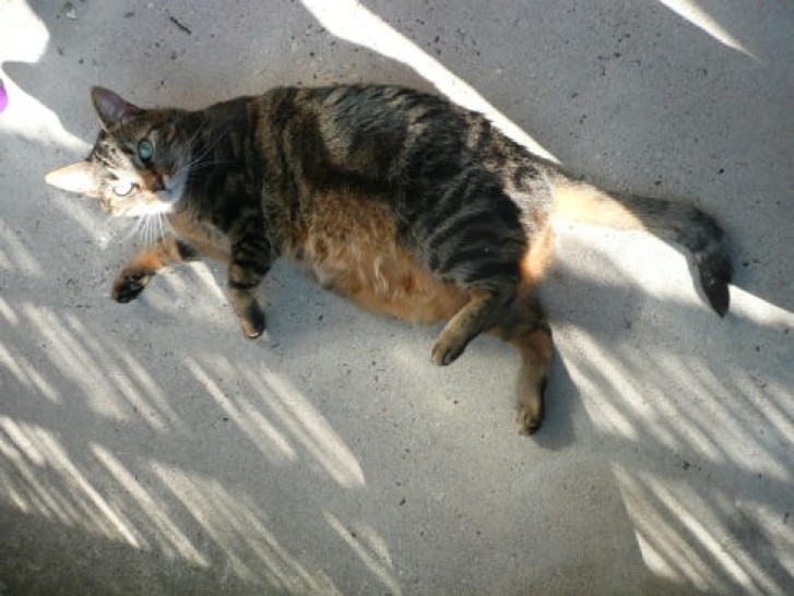 Picture of a cat / kitten / feline