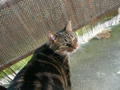 Picture of a cat / kitten / feline