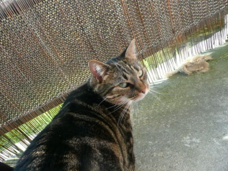 Picture of a cat / kitten / feline