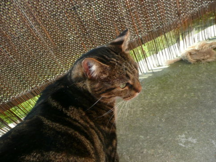 Picture of a cat / kitten / feline