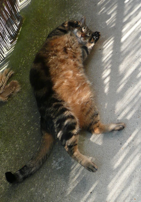 Picture of a cat / kitten / feline