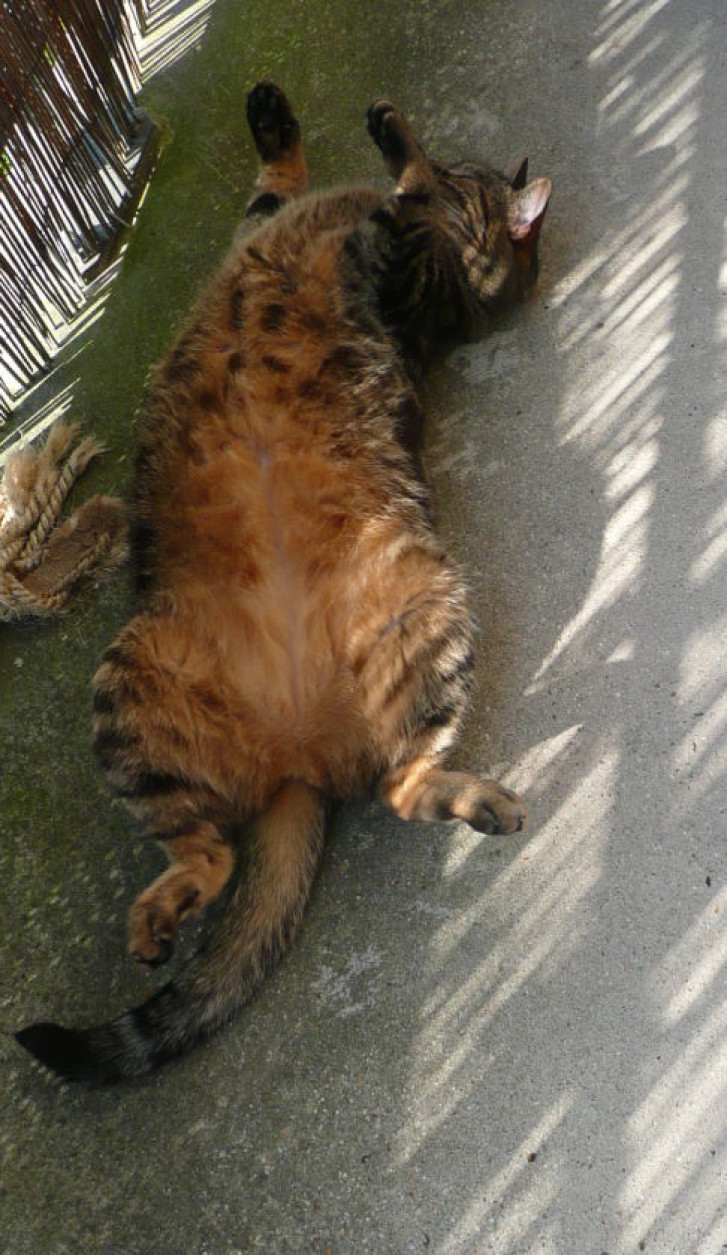 Picture of a cat / kitten / feline