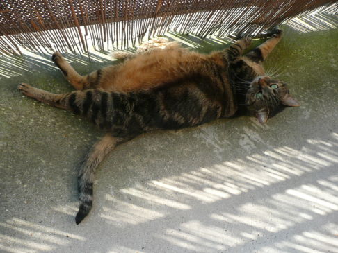 Picture of a cat / kitten / feline