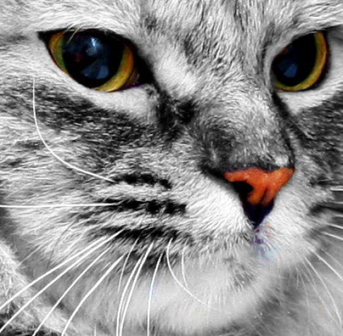 Picture of a cat / kitten / feline