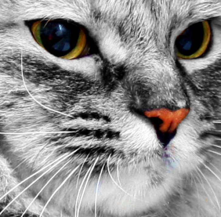 Picture of a cat / kitten / feline