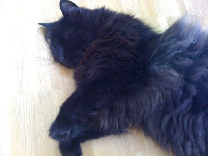 Picture of a cat / kitten / feline