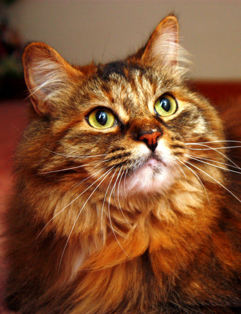 Picture of a cat / kitten / feline