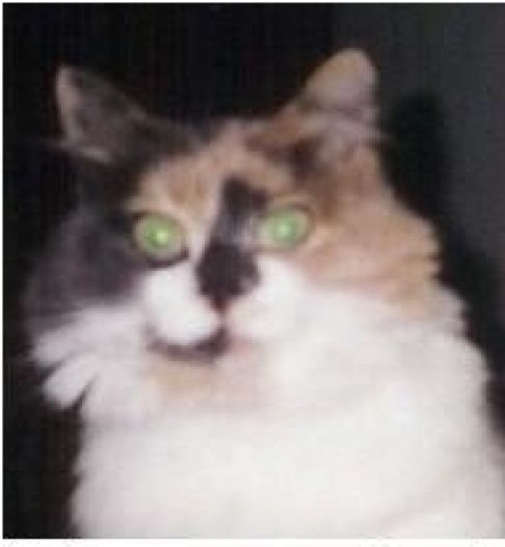 Picture of a cat / kitten / feline