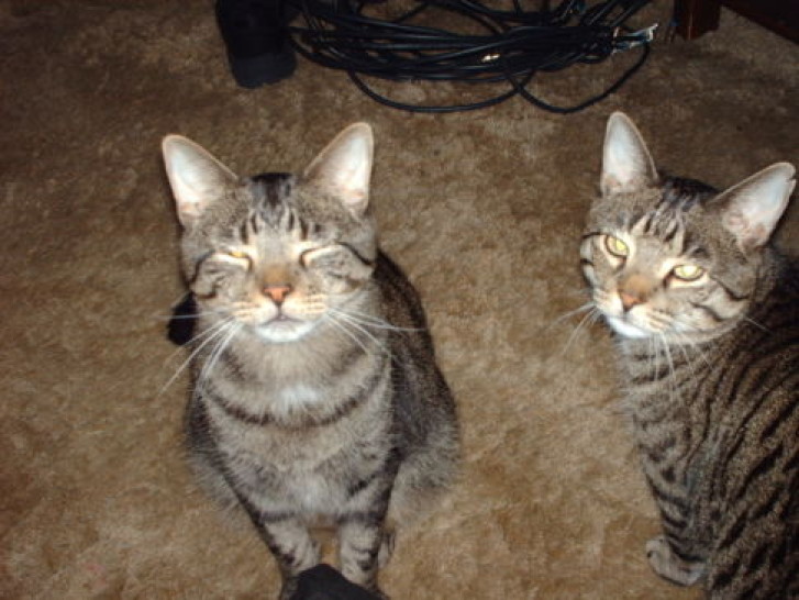 Picture of a cat / kitten / feline