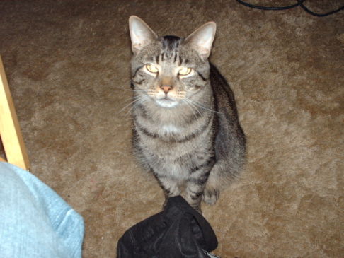 Picture of a cat / kitten / feline