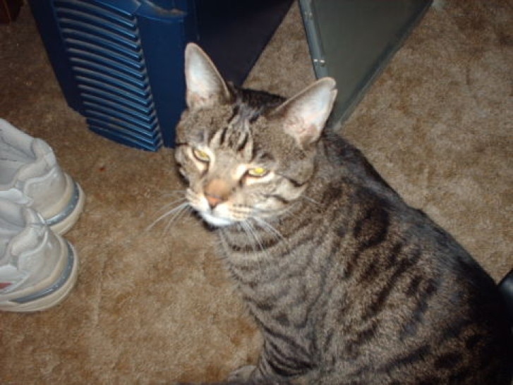 Picture of a cat / kitten / feline