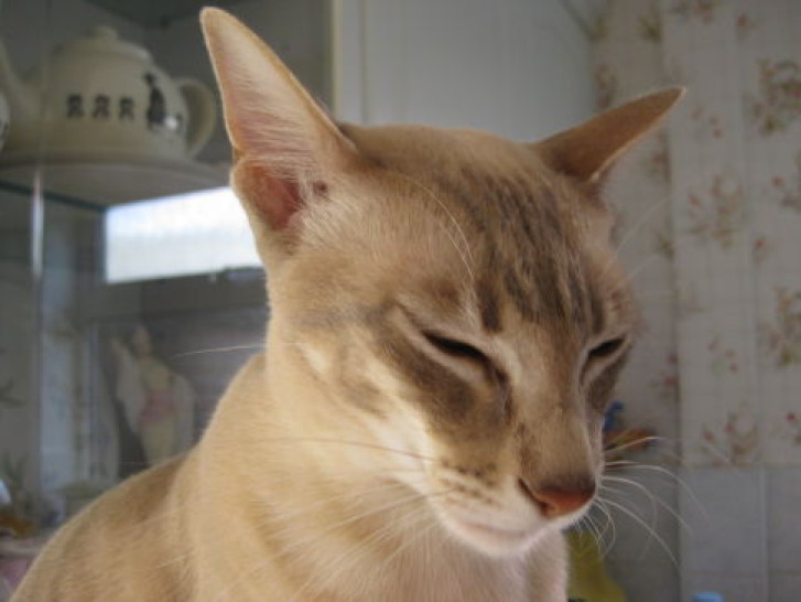 Picture of a cat / kitten / feline