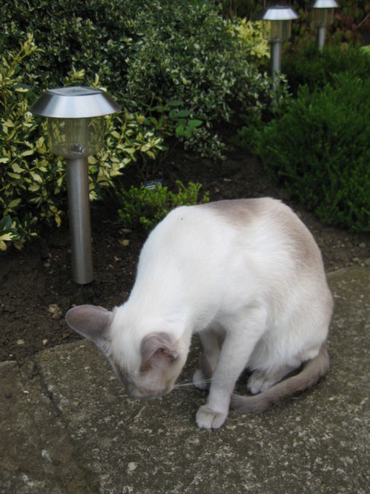 Picture of a cat / kitten / feline