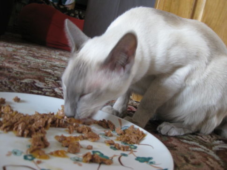 Picture of a cat / kitten / feline