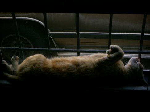 Picture of a cat / kitten / feline