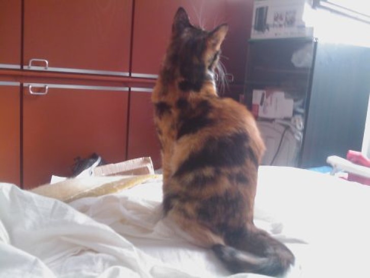 Picture of a cat / kitten / feline