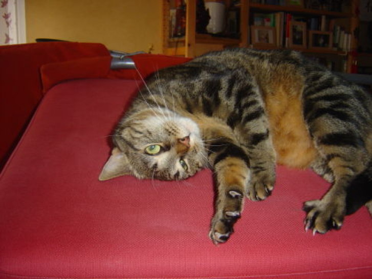 Picture of a cat / kitten / feline