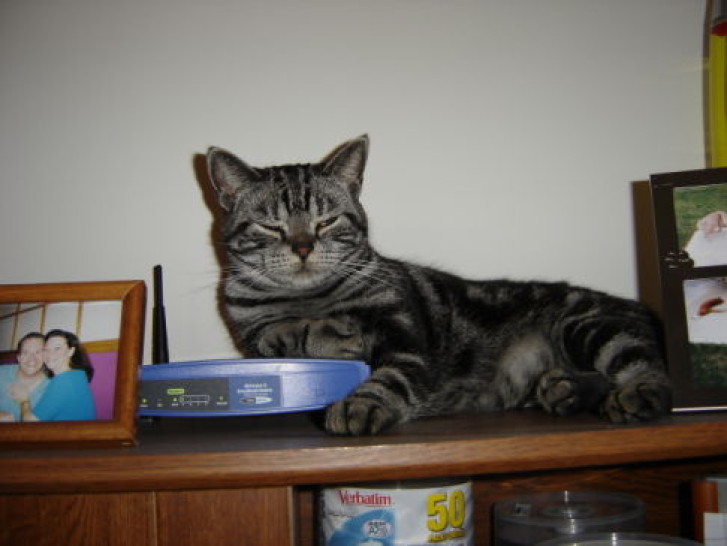 Picture of a cat / kitten / feline