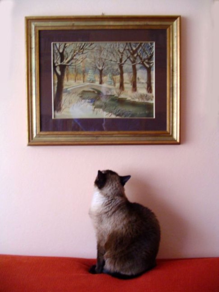 Picture of a cat / kitten / feline