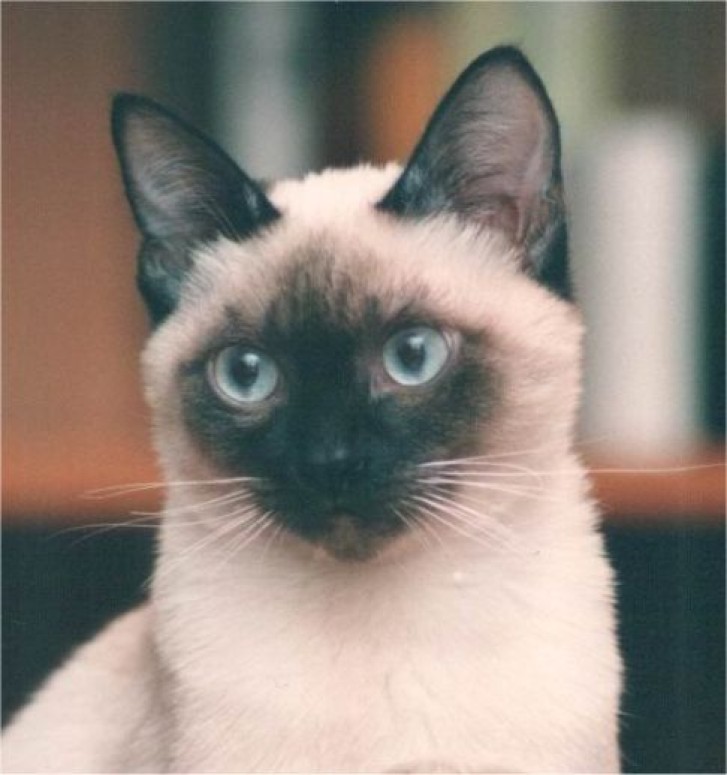 Picture of a cat / kitten / feline