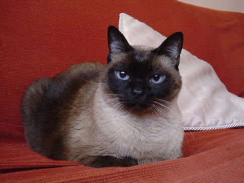 Picture of a cat / kitten / feline