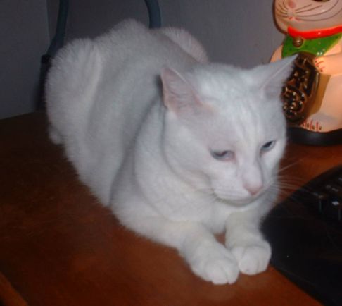 Picture of a cat / kitten / feline