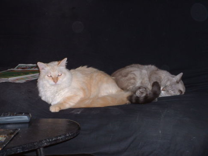 Picture of a cat / kitten / feline