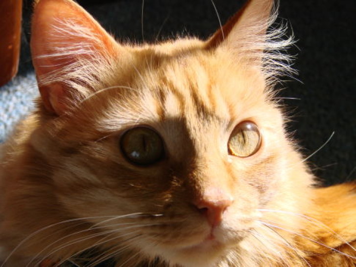 Picture of a cat / kitten / feline